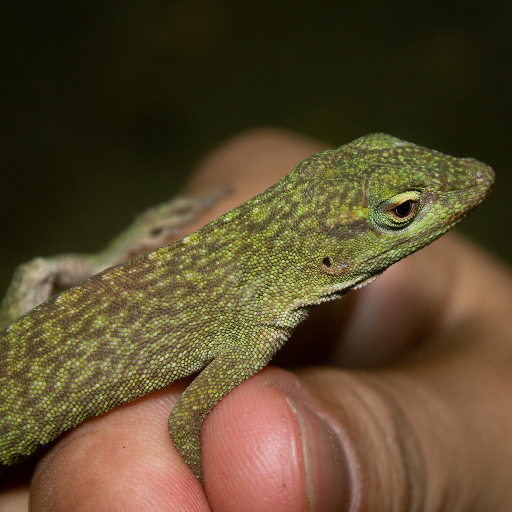 Giant Green Anoles make great pets. (c) Elkin Meriño.