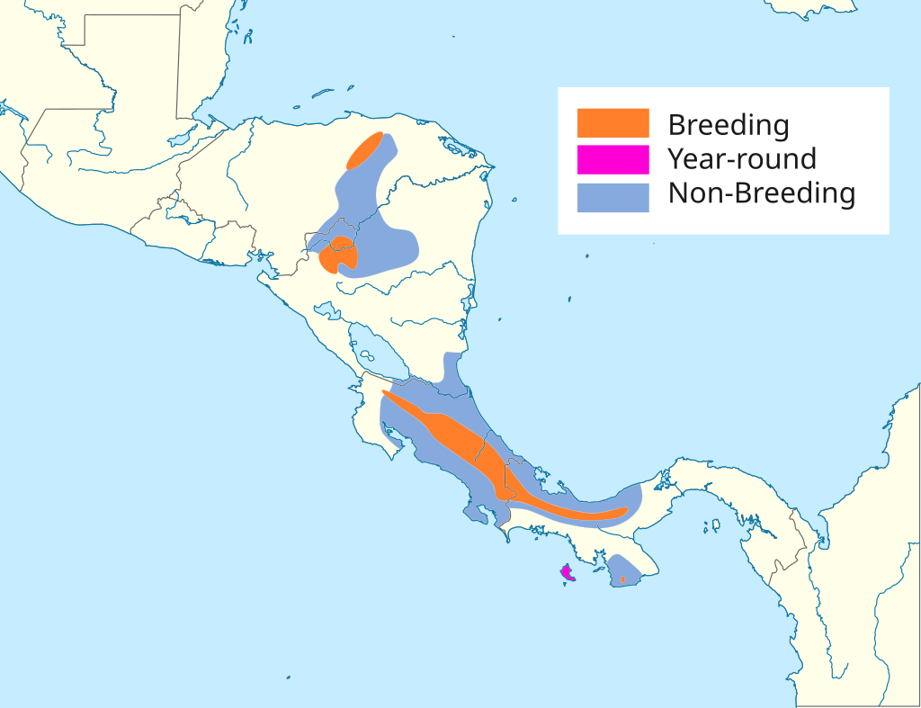 Range of the Three-Wattled Bellbird. c/o Cephas, wikicommons.