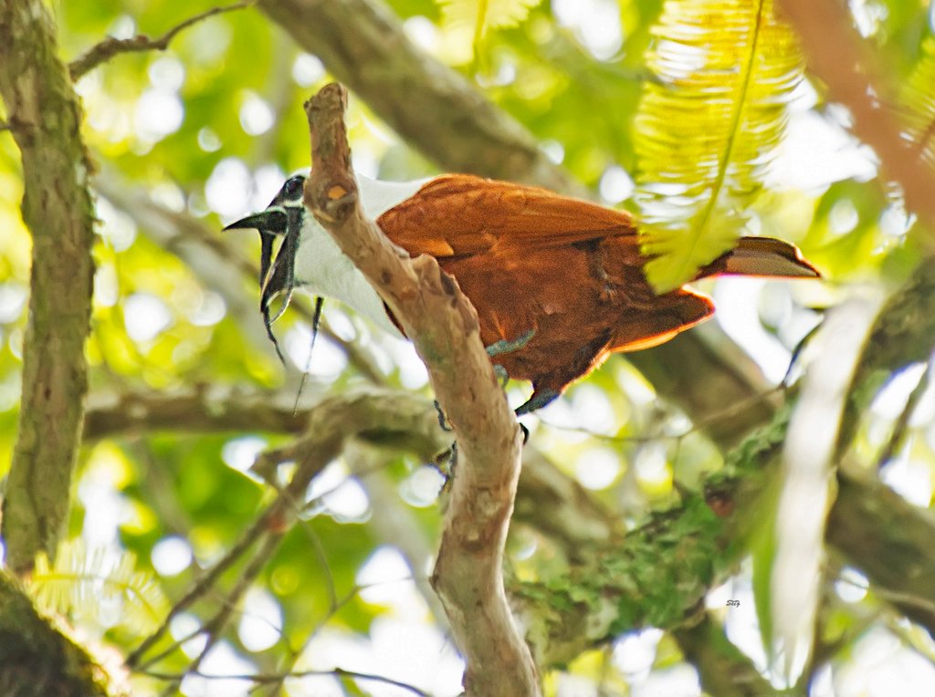 c/o seigmond, inaturalist.