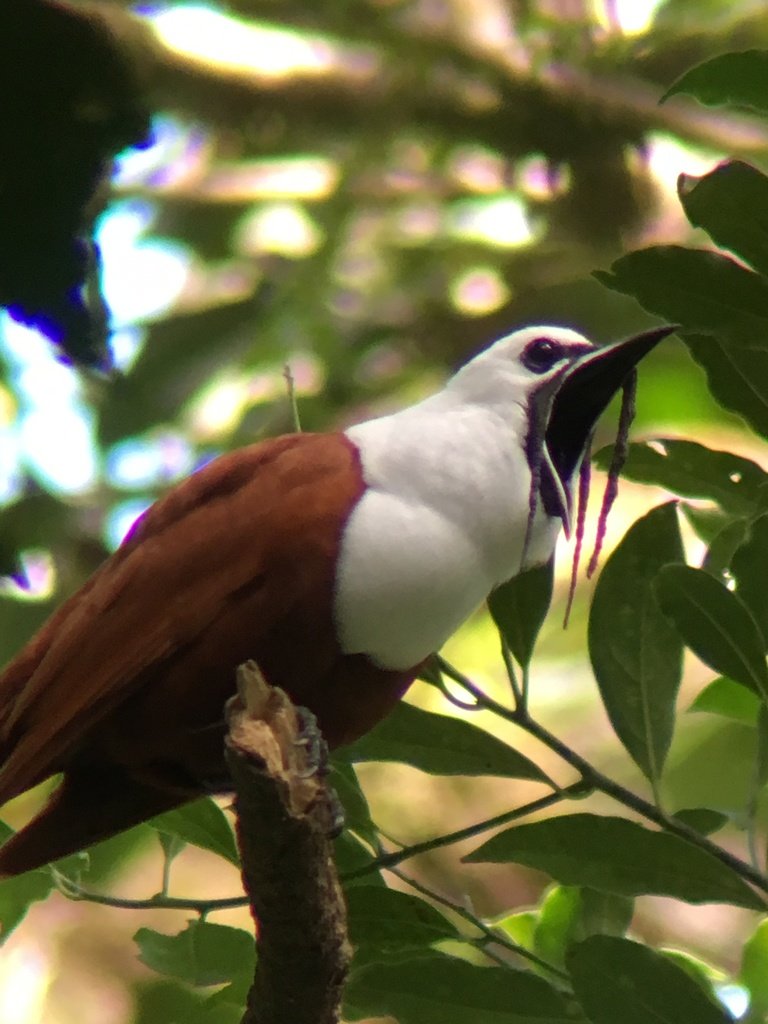 A male singing. (c) datadan, inaturalist.