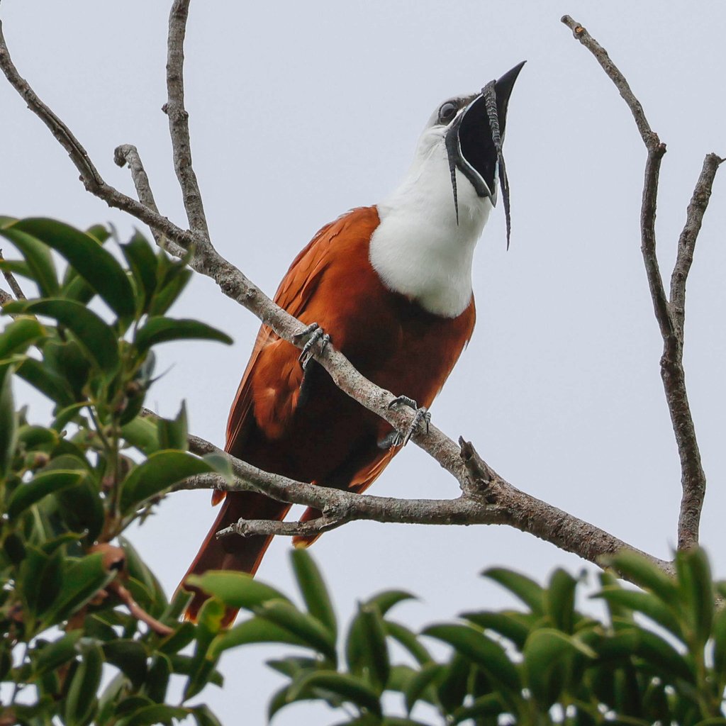 You can just tell, by looking at the photo, that this bird is LOUD! c/o Steph Brulot-Sawchyn, inaturalist.