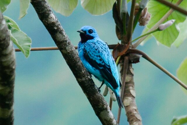 The elusive Turquoise Cotinga. c/o Randall Leonardo Ortega Chaves, inaturalist.