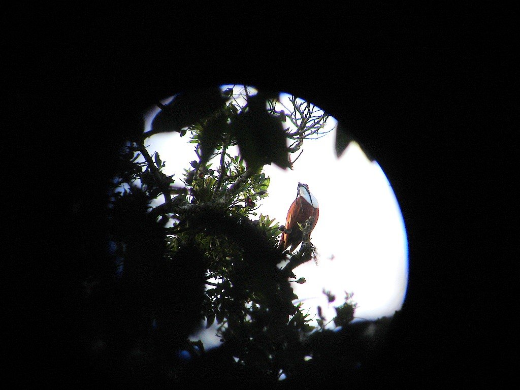 This Bellbird is elusive - but gives its location away by the loud calls. Chris Wyse, inaturalist.