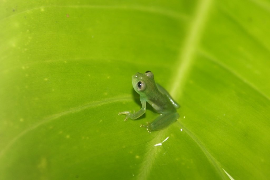 A Glass Frog in late tadpole stage - these amphibians benefit from the water pools and moisture associated with Epiphytes. c/o dat_7, wikicommons.