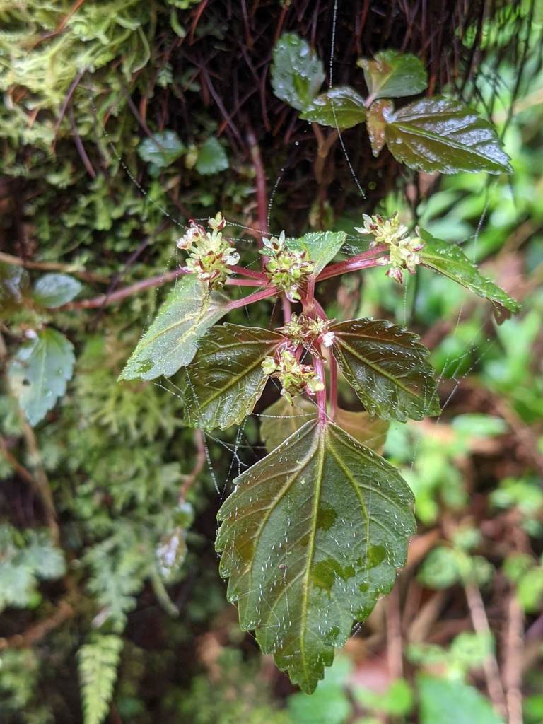 A Nettle plant happily growing in a tree, near Monteverde, Costa RIca. c/o chloe_and_trevor, inaturalist.