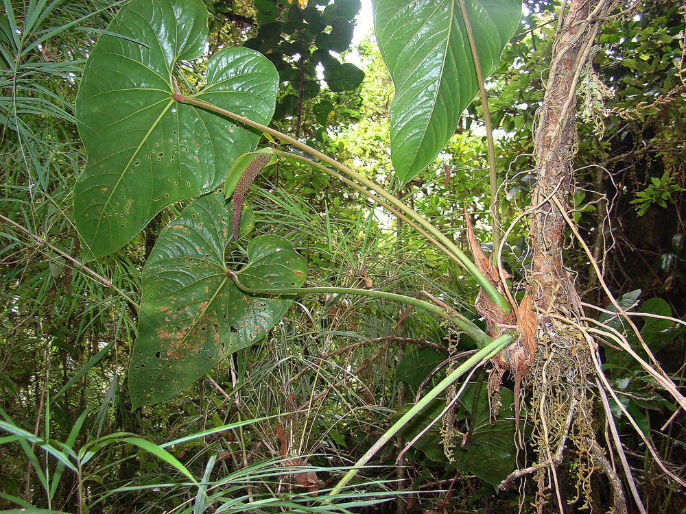 Anthurium formosum. c/o Dick Culbert, wikicommons.