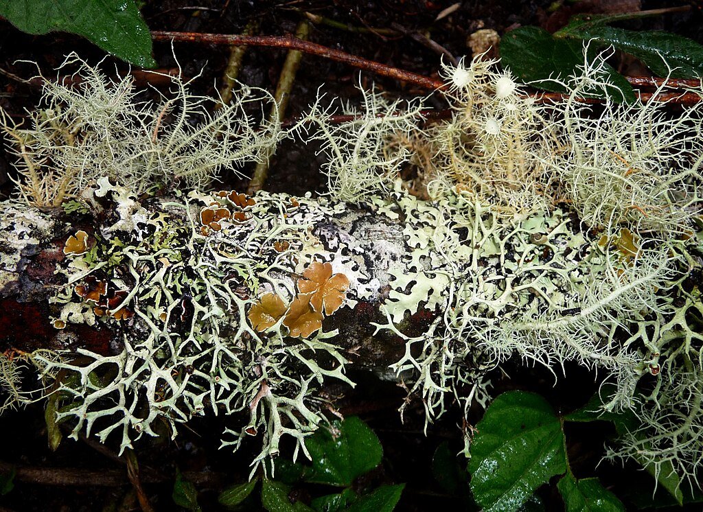 Lichens covering a tree branch in Costa Rica. c/o gailhampshire, wikicommons.