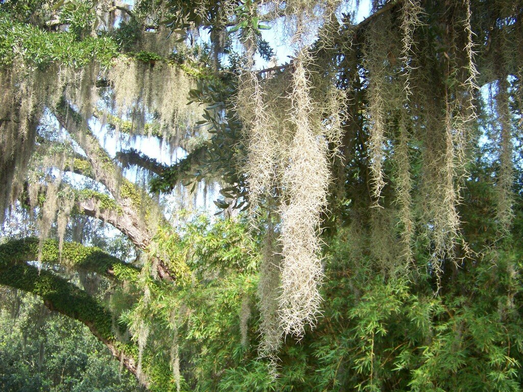 The so-called Spanish Moss is actually a Bromeliad. c/o miltrobinson, inaturalist.