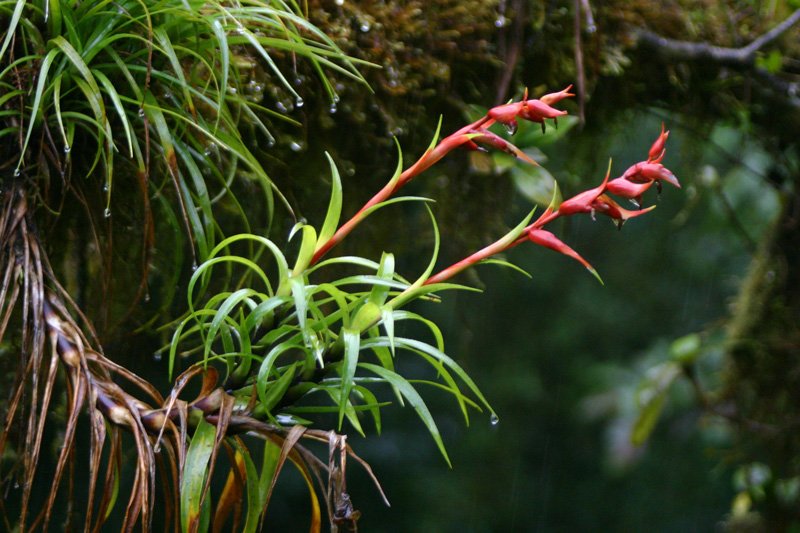Werauhia insignis is a bromeliad known for its long, branching stems and bright red flowers tipped with blue or purple. Native to the montane cloud forests of Costa Rica and Panama, this epiphyte grows on trees and is pollinated by hummingbirds. c/o wikicommons.