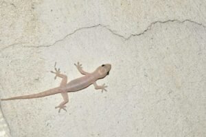 We have all seen those big, black eyes monitoring us from weird corners of the house. (c) Wilhelm Joshua Tan, inaturalist.