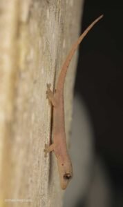 (c) Ioannis Magouras