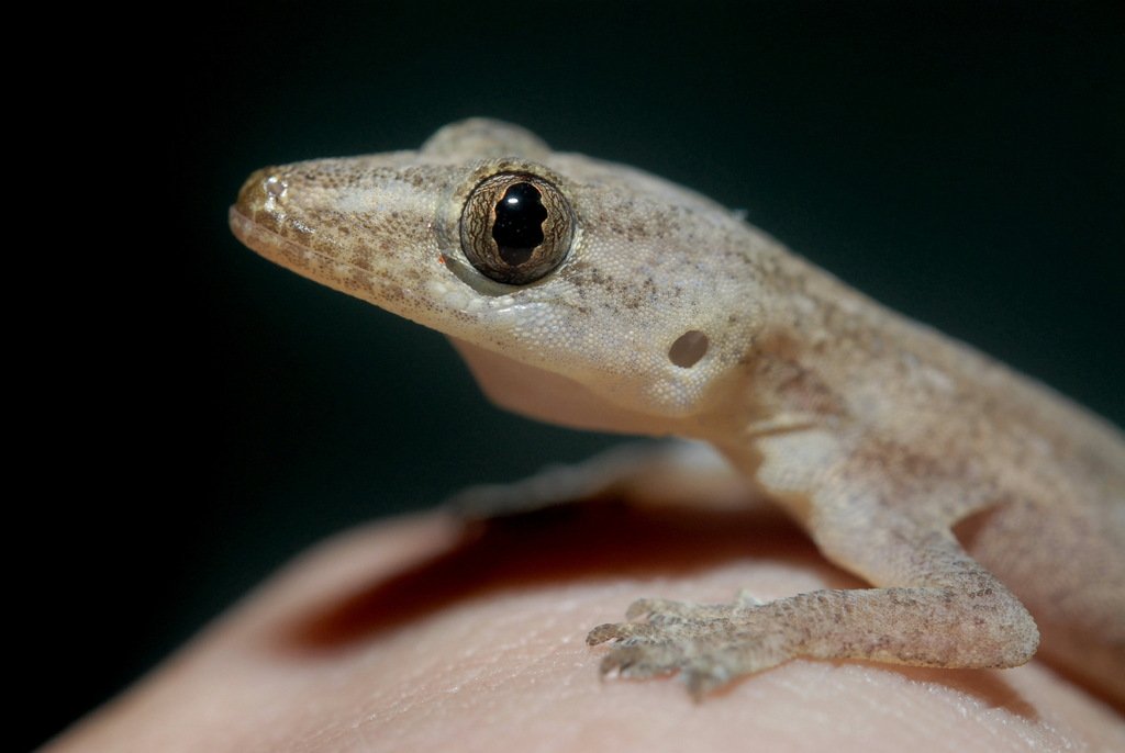 The House Gecko is very wall-adapted to human environments. (c) 潘立傑 LICHIEH_PAN, inaturalist.