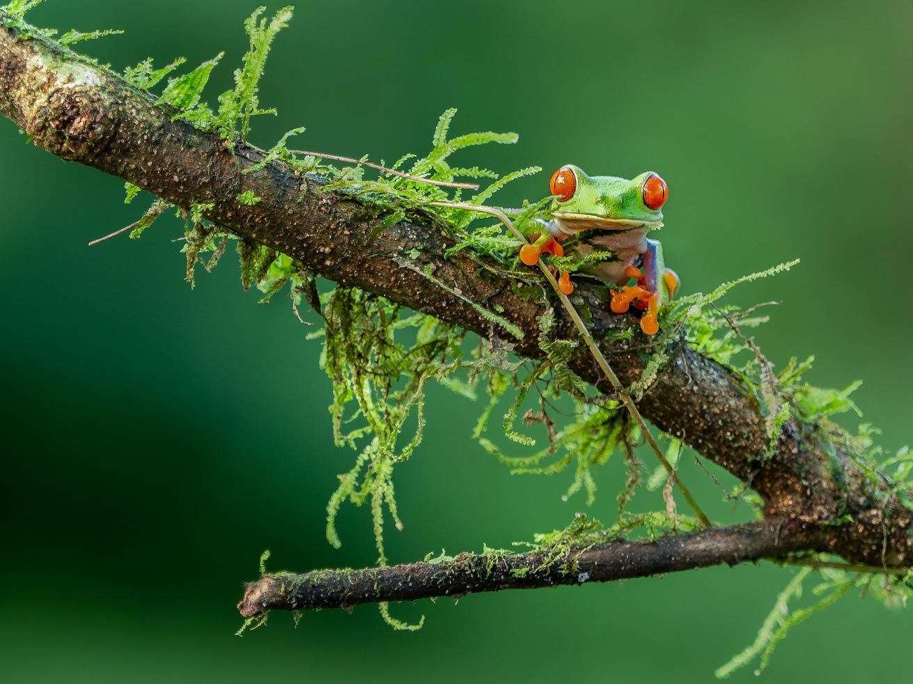 A Red-Eyed Tree Frog sitting on a moss-covered branch in Costa Rica. c/o biolram, inaturalist.