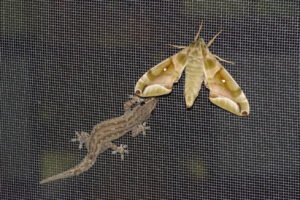 c/o genjitsu, inaturalist.