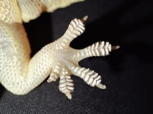 The magical foot of a house Gecko. c/o Wee Hong, wikicommons.