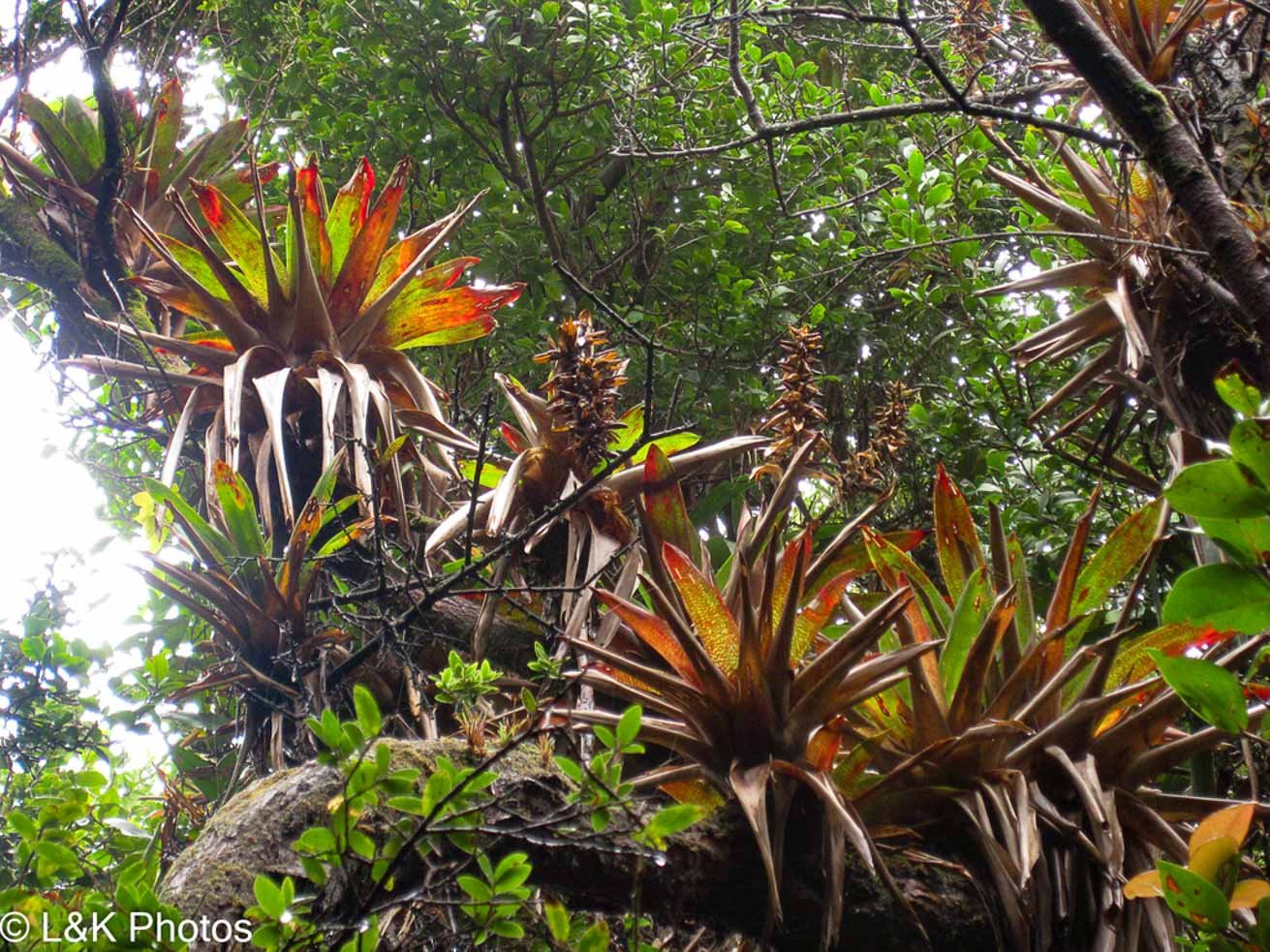 Our Aerial Epiphytes