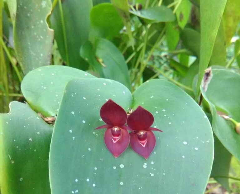 A Costa Rican orchid. c/o biolram, inaturalist.