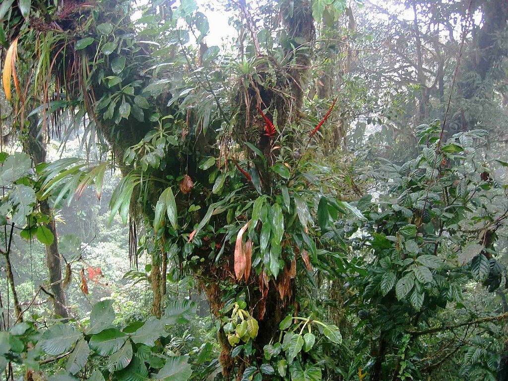 Costa Rica's Epiphyte diversity is simply stunning!