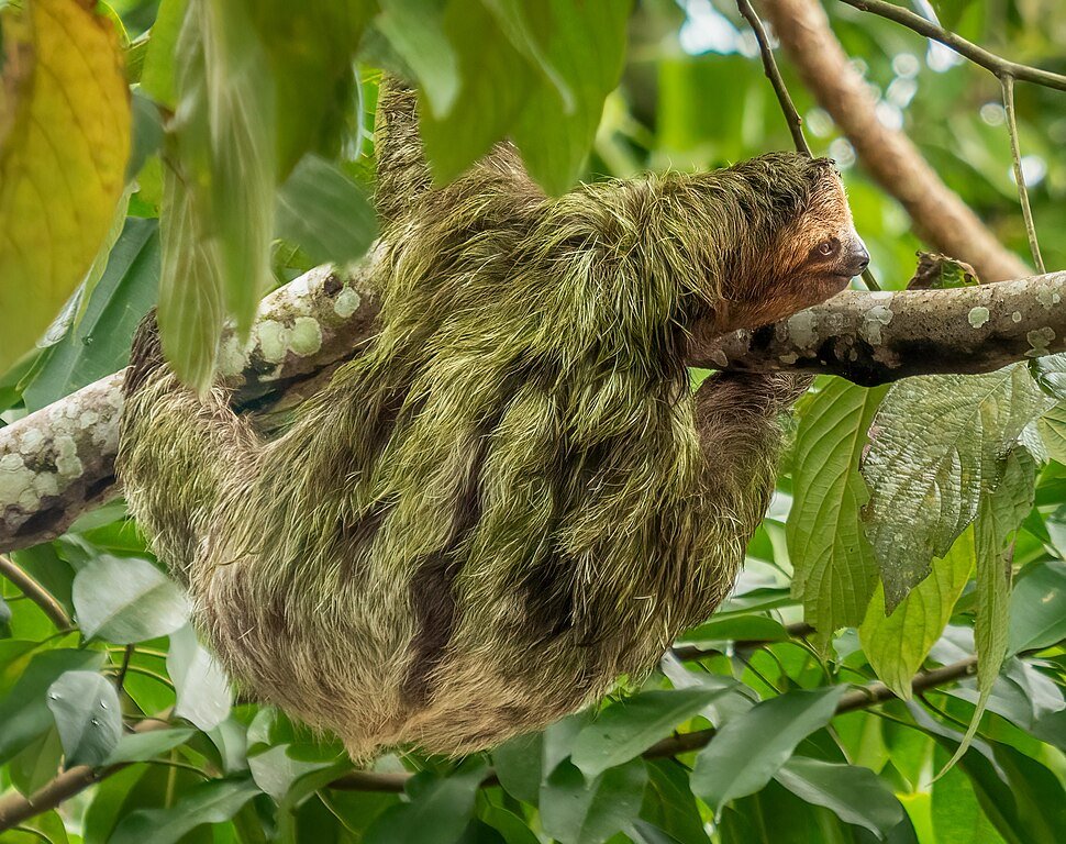 Sloth are often covered in Epiphytes - meaning Mosses, which give them a green tinge. The moss plays a role in camouflage and symbiotic relationship between the sloths and a specie of moth. Also fungi and algae are a part of the sloth hair ecosystem! c/o Rhododendrites, wikicommons.