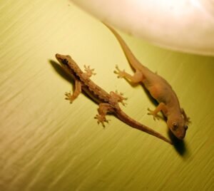 The House Geckos are often very social and vocal. c/o Oleg Kosterin.