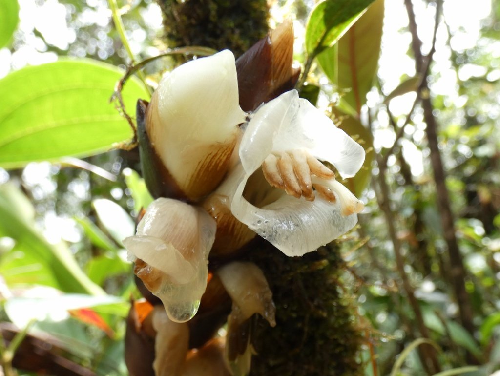 Werauhia acuminata, photographed in Costa Rica. c/o squiresk, inaturalist.