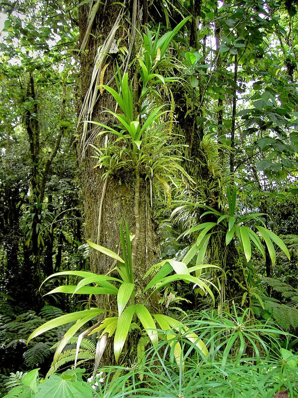 Bromeliads living at all levels of this tree. © Hans Hillewaert, wikicommons.