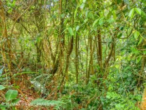 183815 (56) 3-Bed-House-For-Sale-In-Ojochal