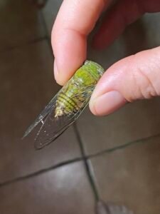 This Cicada specie is large, but not as giant as its local cousins.