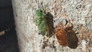 Molting Cicadas are a common sight during the Costa Rican dry season. c/o courtharding, inaturalist.