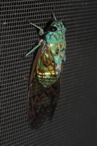 Our native Emerald Cicada on a window screen. 