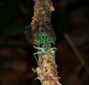 An Emerald Cicada in its typical resting place. 