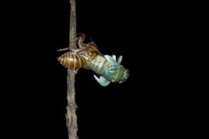 A molting Emerald Cicada. 