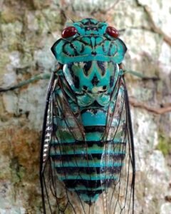 The striking Emerald Cicada. 