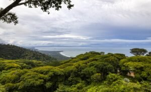 costa-rica-canopy-whale-tail