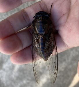 The size of the Giant Cicada. c/o diasleticia, inaturalist.