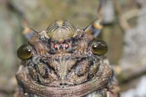 The face of a Giant Cicada. c/o leobreder, inaturalist.