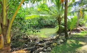 1 (43) Surrounded by nature