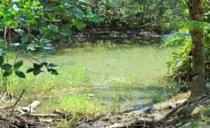 1 (44) Surrounded by nature-1