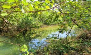 1 (47) Surrounded by nature