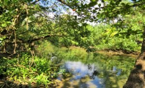 1 (50) Surrounded by nature -4