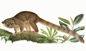 The Northern Olingo. c/o Nancy Halliday, wikicommons.