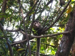 Northern Olingo. c/o Lena Struwe, inaturalist.