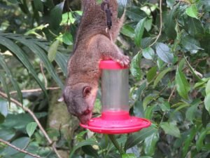 Olingos are opportunistic feeders! c/o James Telford, wikicommons.