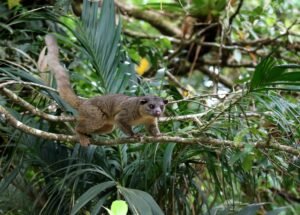 An Olingo photographed in Costa Rica. c/o Thomas Galewski inaturalist