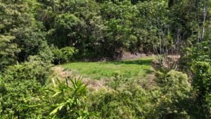 188755 – OCEAN VIEW PROPERTY WITH BUILDING SITES AND LEGAL WATER IN HATILLO DOMINICAL CR (6)