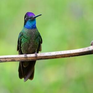 Talamanca Hummingbird. c/o lwolfartist, wikicommons.