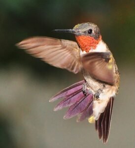 Ruby-Throated Hummingbird. c/o jeffreyw, wikicommons.