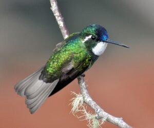 White-throated Mountain Hummingbird. c/o Don Faulkner, wikicommons.