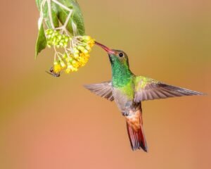 Rufous-Tailed Hummingbird. c/o Andy Morffew, wikicommons,