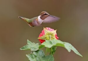 Volcano Hummingbird. c/o Charles J. Sharp, wikicommons.